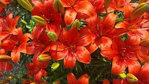 Lilies wallpapers Screenshot 0