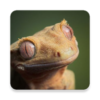 Reptile Sound Collections ~ Sclip.app