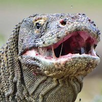 Komodo Dragon Reptile Sounds
