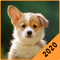 Corgi Puppies