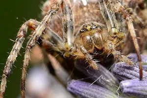 Spider wallpapers Screenshot 0