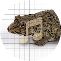 East Asian Frog Sounds ~ Sboard.pro