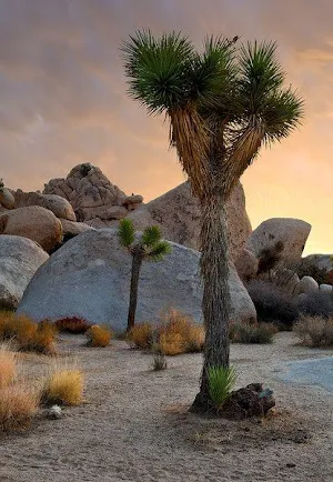 California Wallpaper HD Screenshot 1