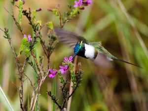 horned sungem Bird Wallpapers Screenshot 0