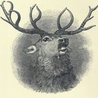 599 Elks