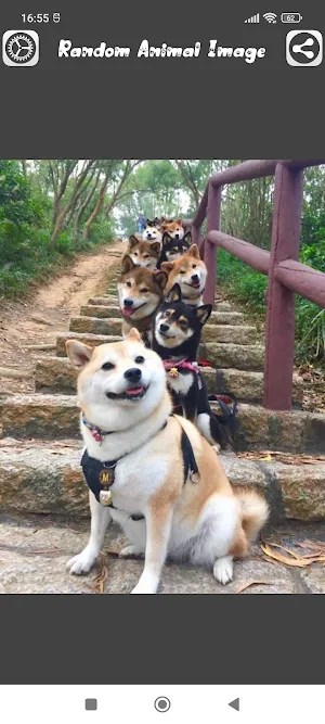 Random Animal Image Screenshot 0