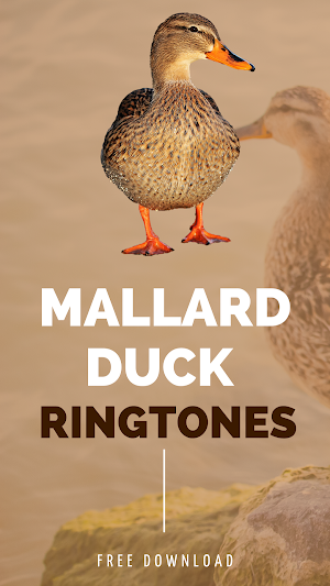 Mallard duck ringtones screenshot 1