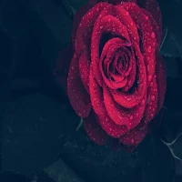 رواية جبل بدون نت