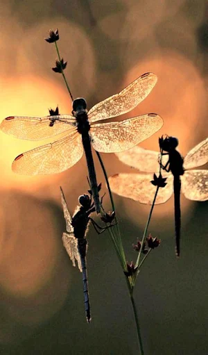 Dragonfly Wallpapers HD Screenshot 2