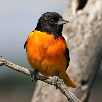 Oriole Bird Sounds