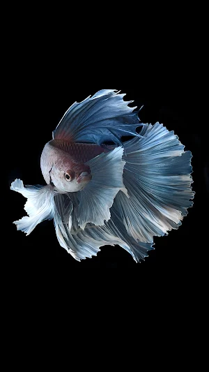 Betta Fish 3D Wallpapers Screenshot 2
