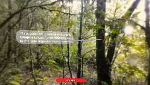 VR-Los bosques cuentan su historia Screenshot 2