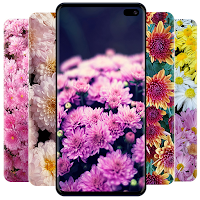Chrysanthemums Wallpapers