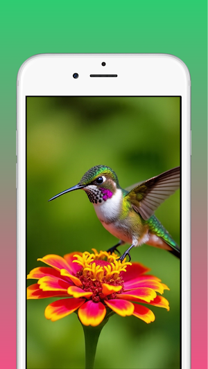 Hummingbird Wallpaper Screenshot 1