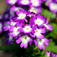 Verbena Wallpapers