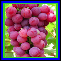 successful way of cultivating grapes