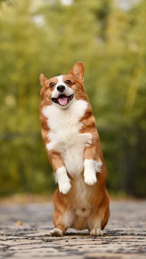corgi wallpaper Screenshot 1
