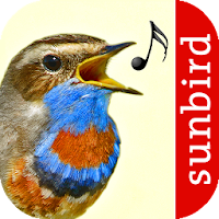 Vogelstimmen Id - Ruf + Gesang