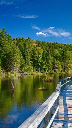 Nature Walks Wallpaper Screenshot 0