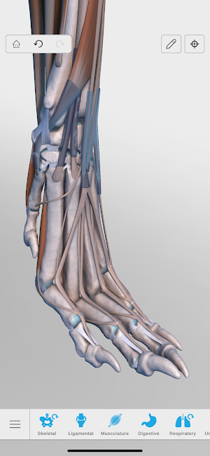Complete Canine 3D - anatomy Screenshot 2