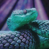 Bamboo Viper Wallpapers
