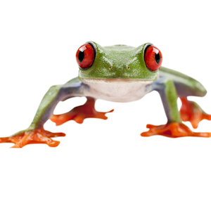 Frog Wallpapers Screenshot 1