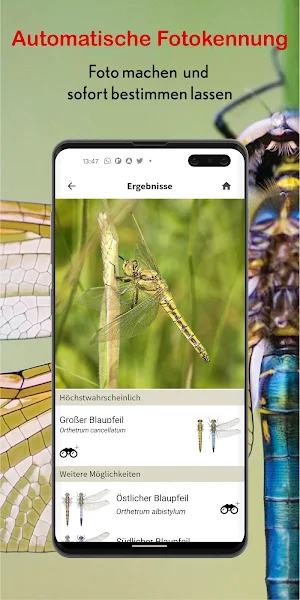 Libellen Id Europa - mit Fotoerkennung Screenshot 1
