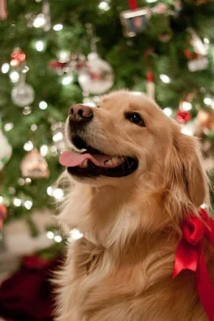 Golden Retriever Wallpapers Screenshot 2