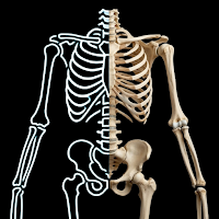 RadioAnatomy