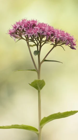 Sedum Wallpaper Screenshot 2