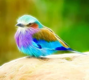 Birds Images App Screenshot 3