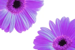 Purple and  backgrounds wallpapers Screenshot 1