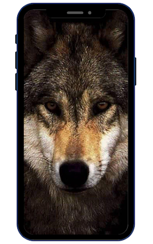 Wolf Wallpapers Screenshot 1