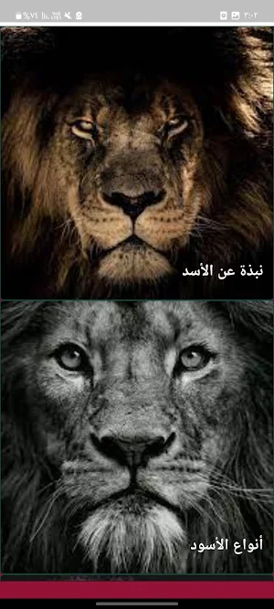 الأسد ملك الغابه Screenshot 1
