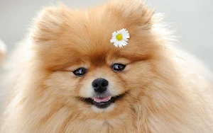 Pomeranian Dog Wallpapers Screenshot 1