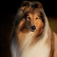Collie Dog Wallpapers