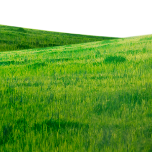 Grass Wallpapers Screenshot 0