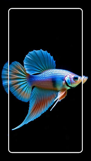 Betta Fish Wallpapers Screenshot 2