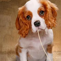 Charles Spaniel Dog Wallpapers
