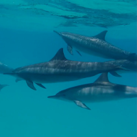 Dolphins Live Wallpaper Pro