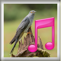 Koyal And Cuckoo Ringtones