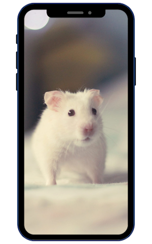 Hamster Wallpapers Screenshot 3