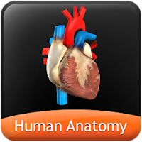 HumanAnatomy-Circulatory