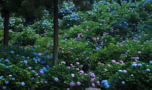Hydrangea Wallpapers Screenshot 2