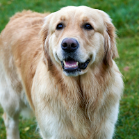 Goledenretriever Wallpaper HD