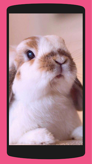 Rabbit Wallpaper 4K Screenshot 3