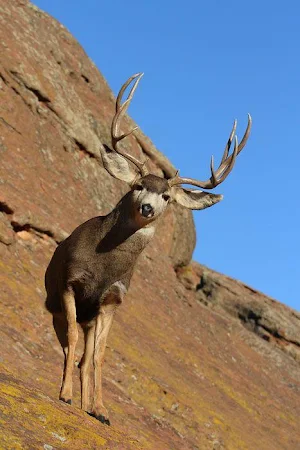 Deer Wallpapers HD Screenshot 2
