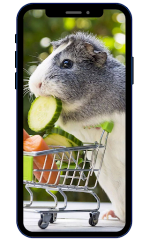 Guinea pig Wallpapers Screenshot 3