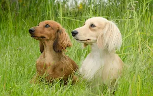 Dachshund Dog Wallpapers Screenshot 3