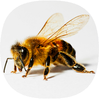 Bee Sounds